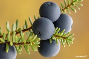 Tummansinisiä variksenmarjoja ohuiden neulasmaisten lehtien joukossa