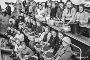 Mustikanpoimijoita ja täysiä marja-astioita 1900-luvun alkupuolella