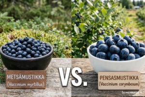 Metsämustikka ja pensasmustikka vierekkäin vertailussa
