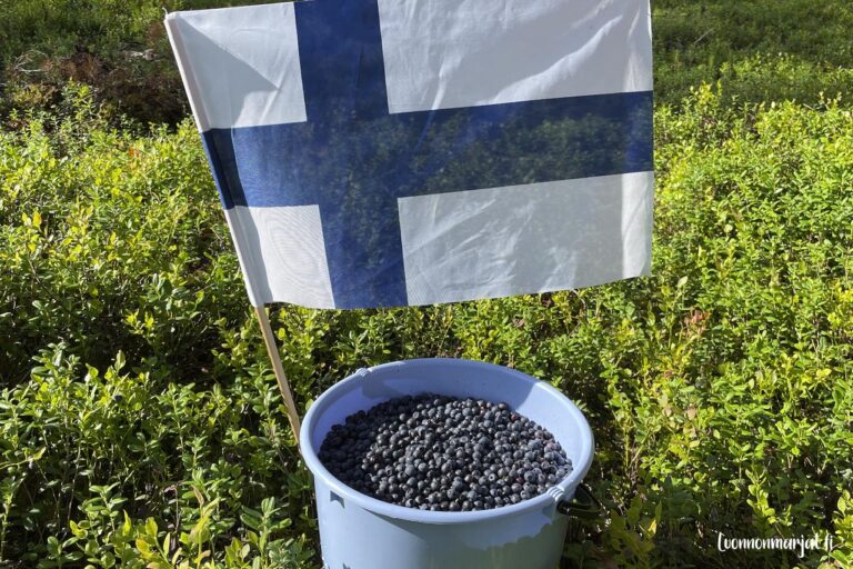 Ämpärillinen mustikoita poimittuna metsästä, taustalla Suomen lippu.