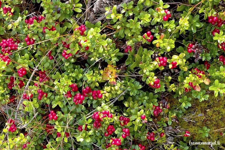 Puolukan punaisia marjoja kirkkaanvihreässä varvustossa