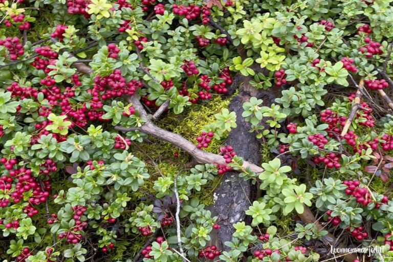Tiivis puolukkakasvusto metsänpohjalla sammalen ja oksien seassa